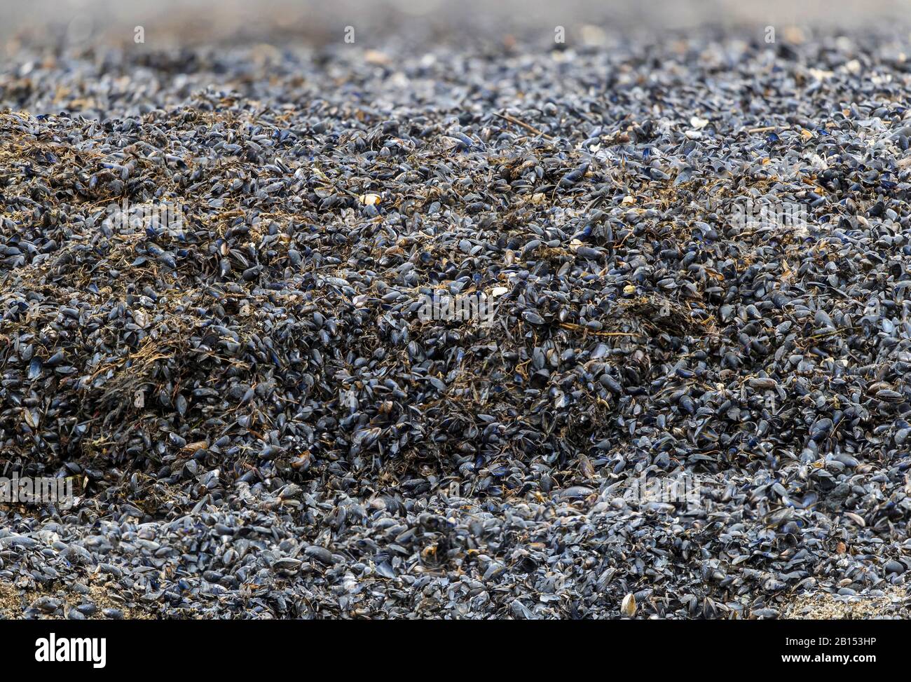 Blaue Miesmuschel, Buchtmuschel, gemeine Miesmuschel, gemeine blaue Miesmuschel (Mytilus edulis), Mosselbett, Deutschland, Mecklenburg-Vorpommern Stockfoto