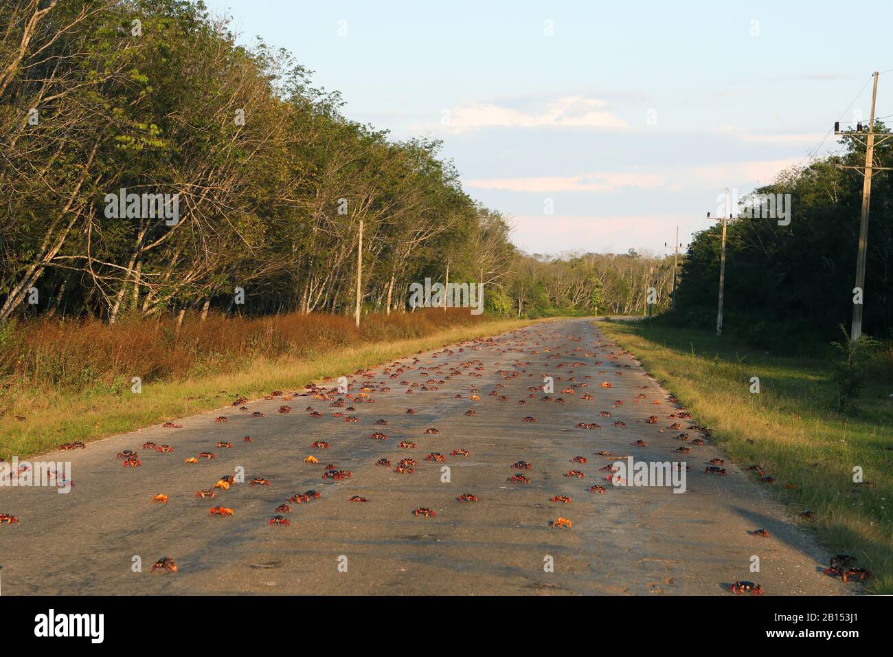 Lila Landkrabbe, schwarze Landkrabbe, rote Landkrabbe, Zombiekrabbe (Gecarcinus ruricola), Krabbenwanderung über eine Straße, Kuba Stockfoto