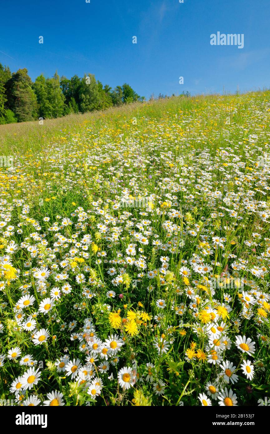 Oxeye Daisy, Ox-Eye Daisy, Weißkraut, weiße Gänseblümchen, Hundedaisie, Marguerit (Chrysanthemum leucanthemum, Leucanthemum vulgare), Blumenwiese mit Rüssel, Schweiz, Zuercher Oberland Stockfoto