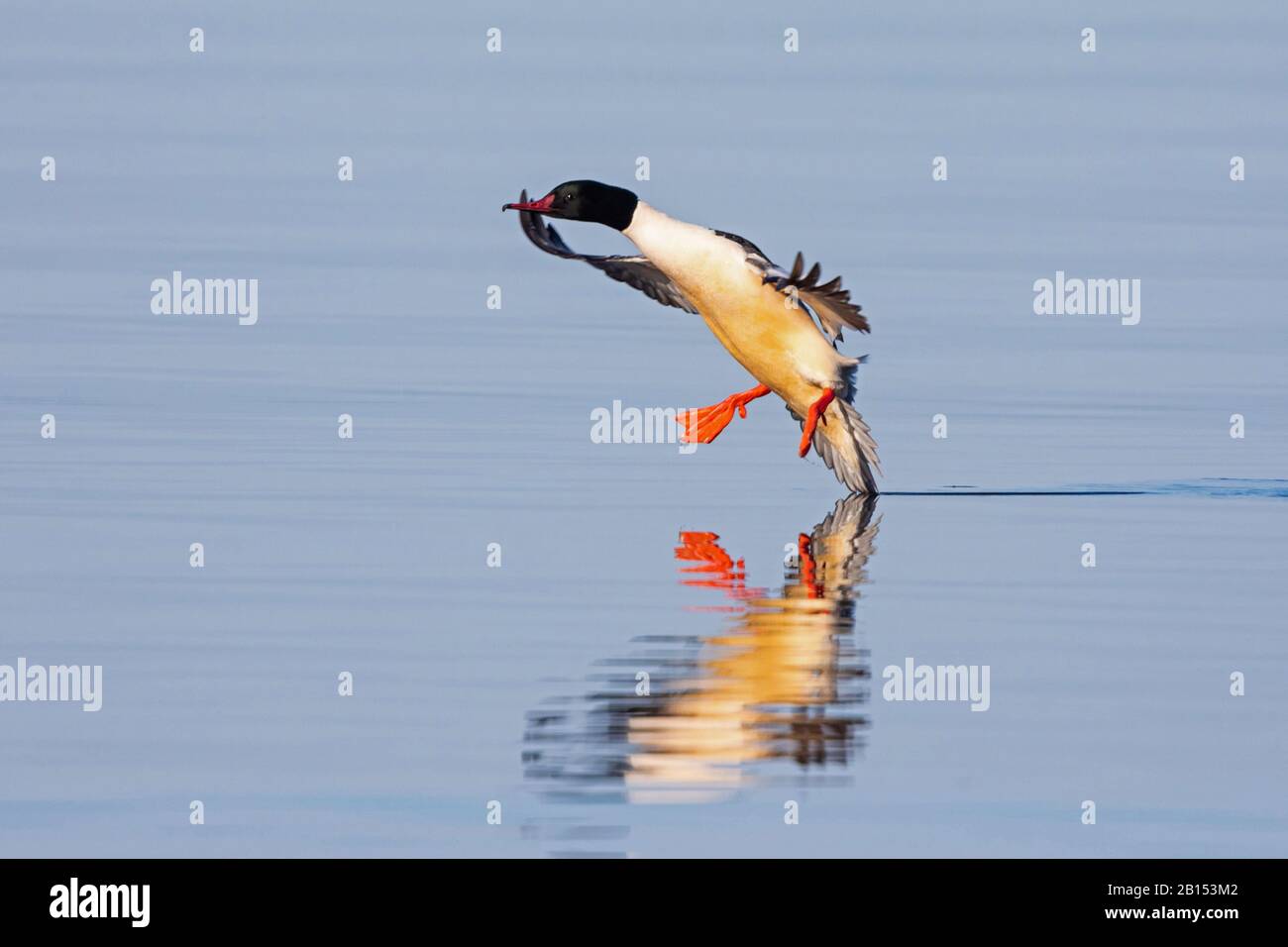 Gänsefarben (Mergus merganser), männlich auf Annäherung an die Wasseroberfläche, Seitenansicht, Deutschland, Bayern Stockfoto