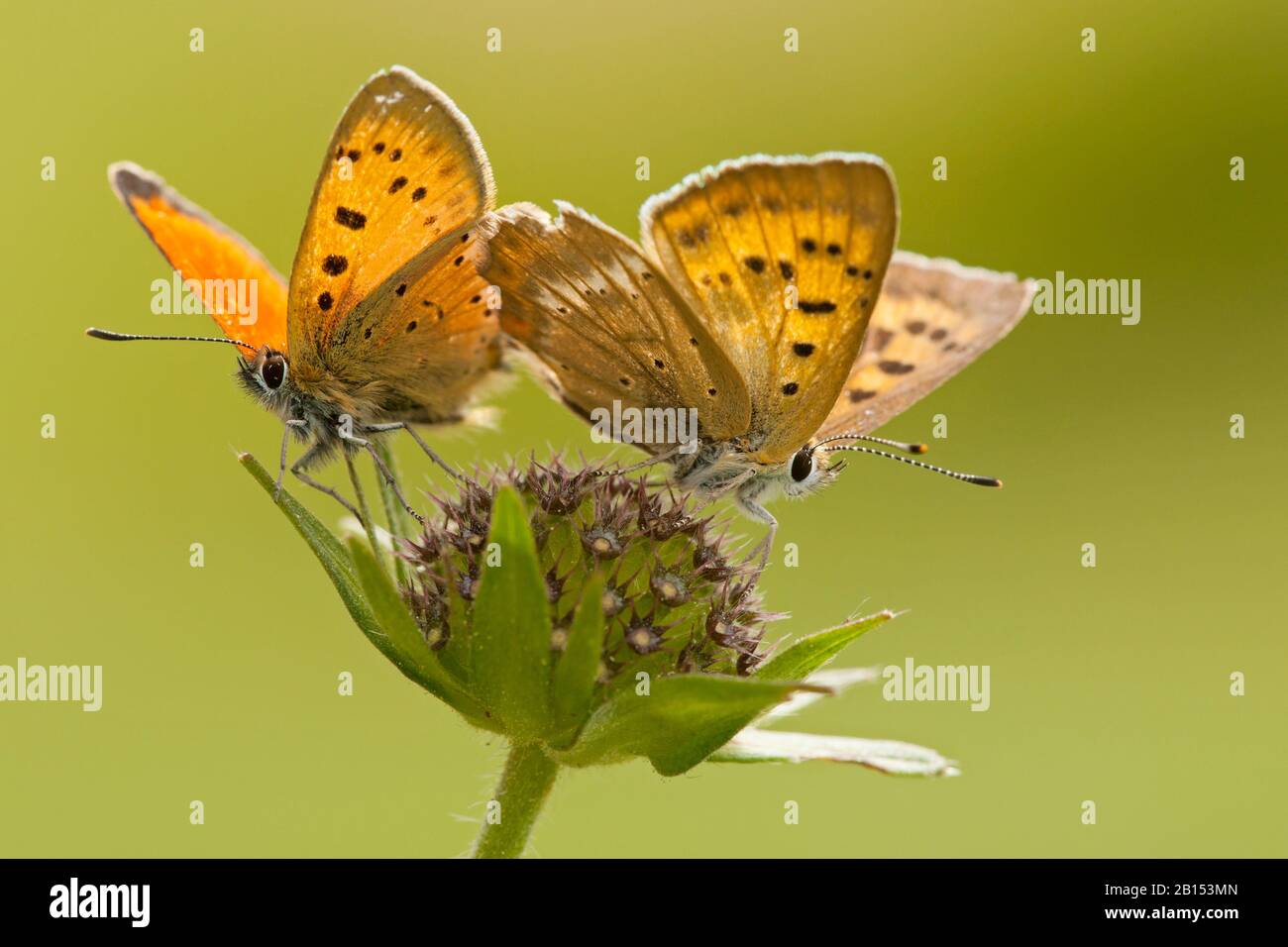 Knappes Kupfer (Heodes virgaureae, Lycaena virgaureae, Chrysophanus virgaureae), zwei Knappe Koppers sitzen auf einer Blume, der Schweiz, dem Wallis Stockfoto