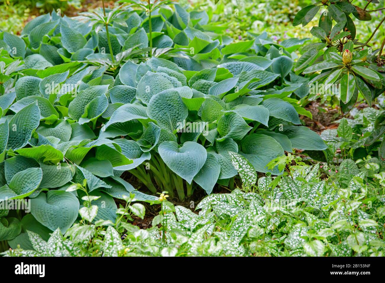 Hosta (Hosta sieboldiana "Elegans", Hosta sieboldiana Elegans), Cultivar Elegans, Tschechische Republik, Prag Stockfoto