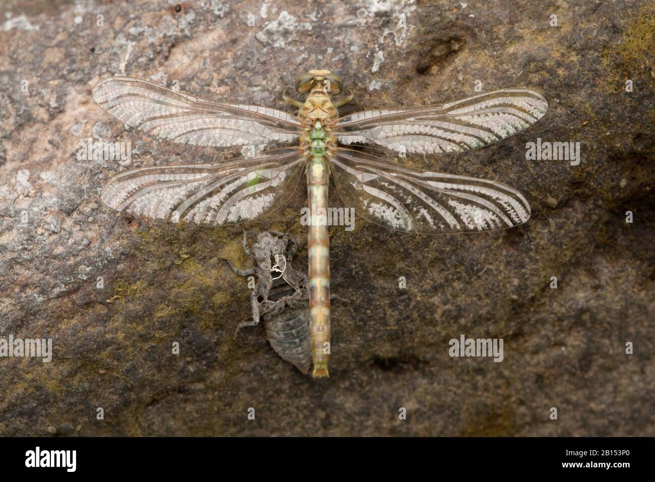 Grün-äugige Hakenlibelle (Onychogomphus forcipatus), Just Hatches, Griechenland, Lesbos Stockfoto