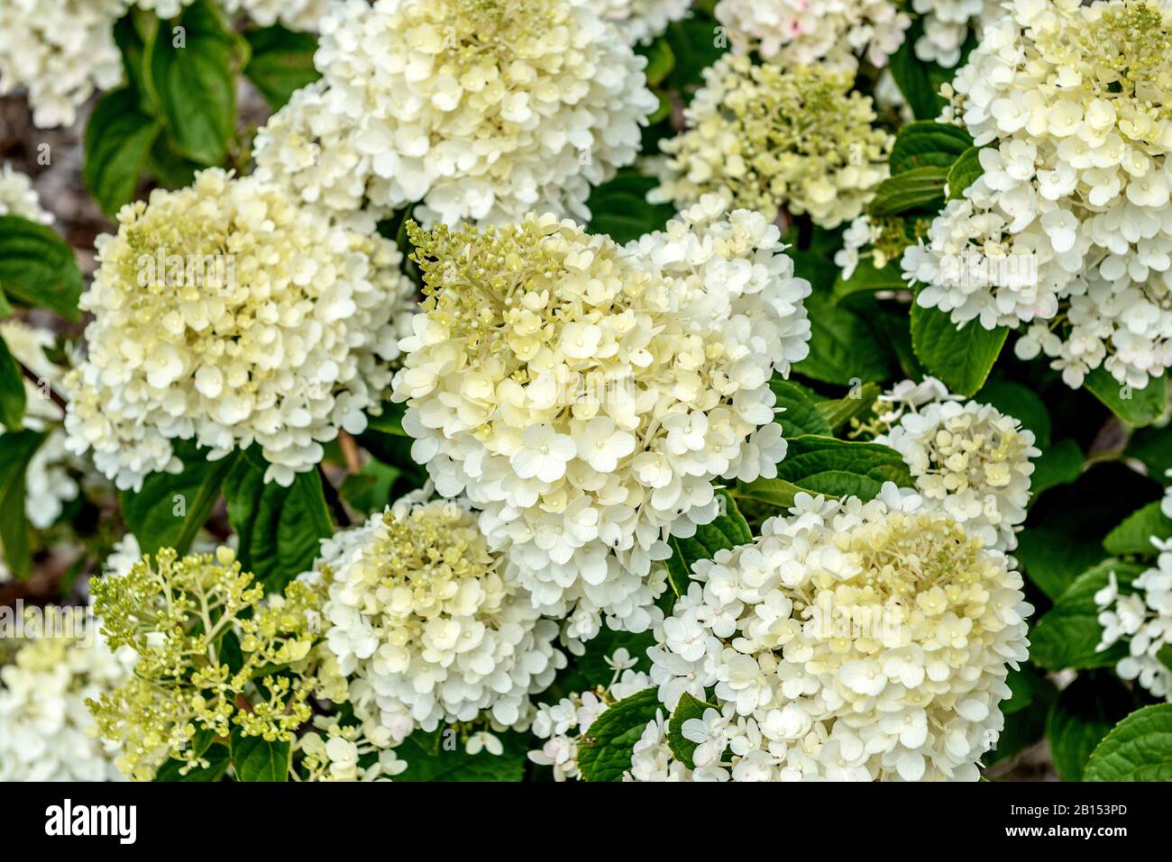 Panicle Hydrangea (Hydrangea paniculata 'Silver Dollar', Hydrangea paniculata Silver Dollar), Cultivar Silver Dollar, Deutschland, Baden-Württemberg Stockfoto