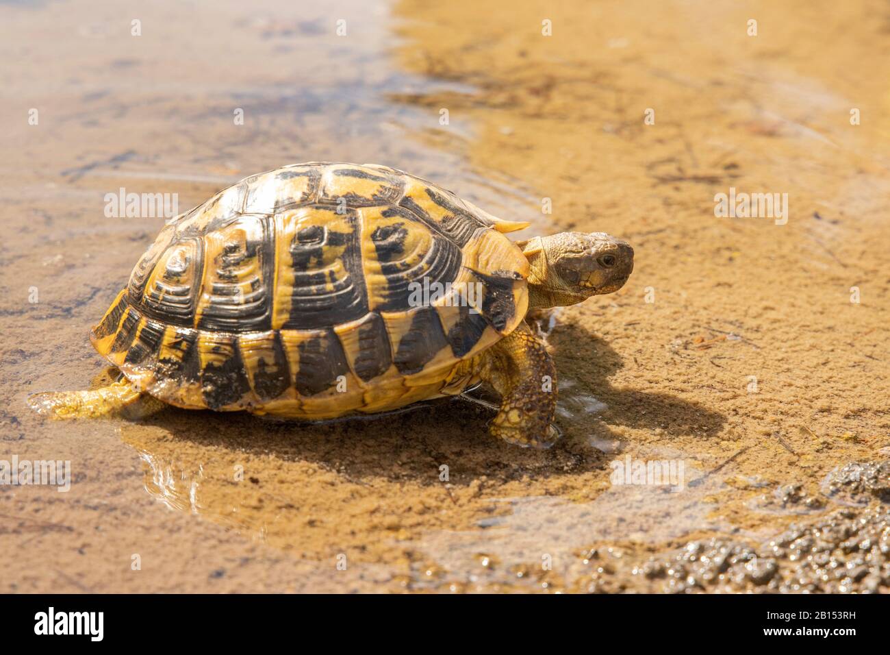 Hermanns Schildkröte, griechische Schildkröte (Testudo hermanni), im Flachwasser stehend, Seitenansicht, Spanien, Balearen, Mallorca Stockfoto