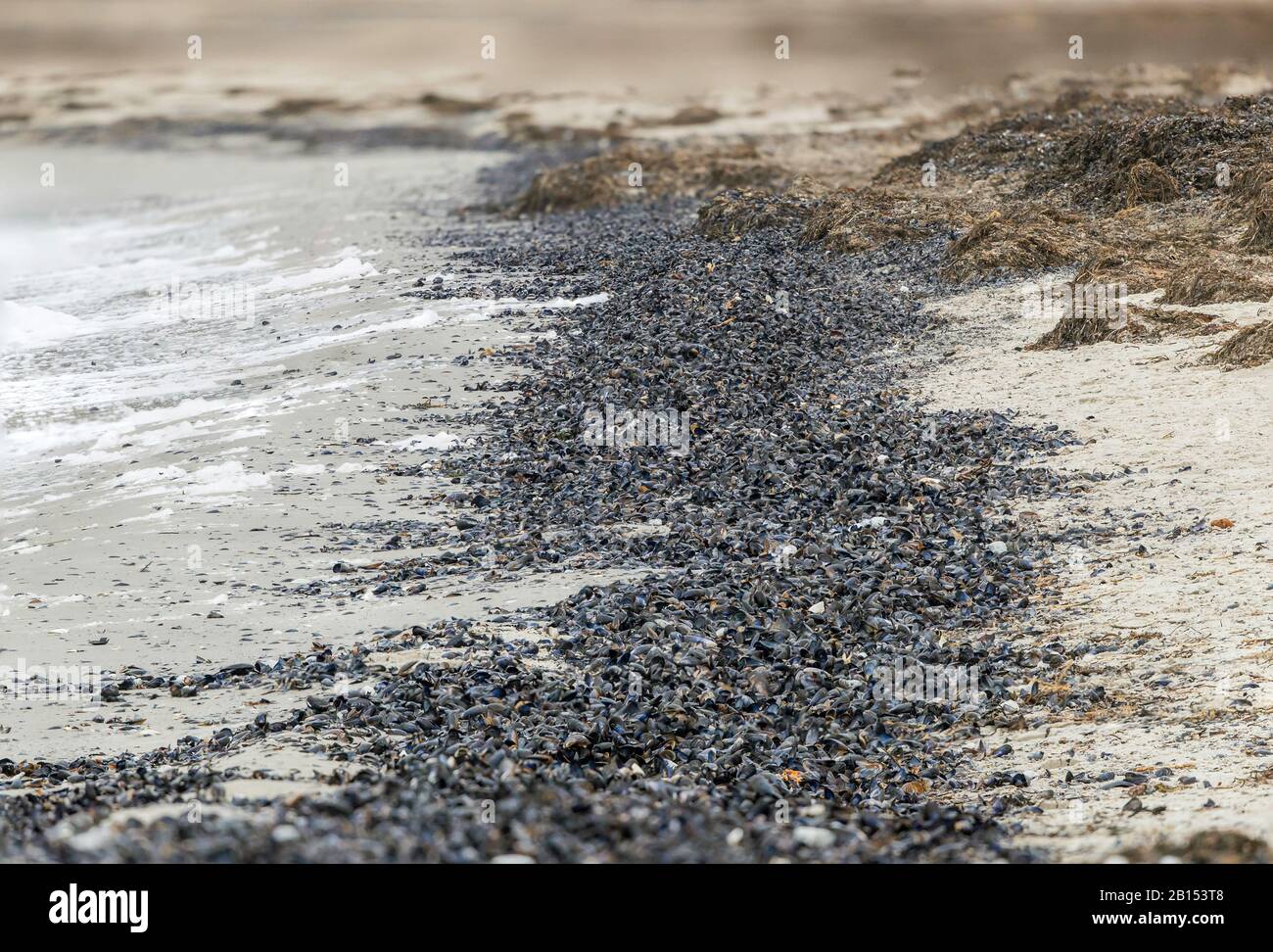 Blaue Miesmuschel, Buchtmuschel, gemeine Miesmuschel, gemeine blaue Miesmuschel (Mytilus edulis), große Mengen verwaschene Musselmuscheln, Deutschland, Mecklenburg-Vorpommern Stockfoto