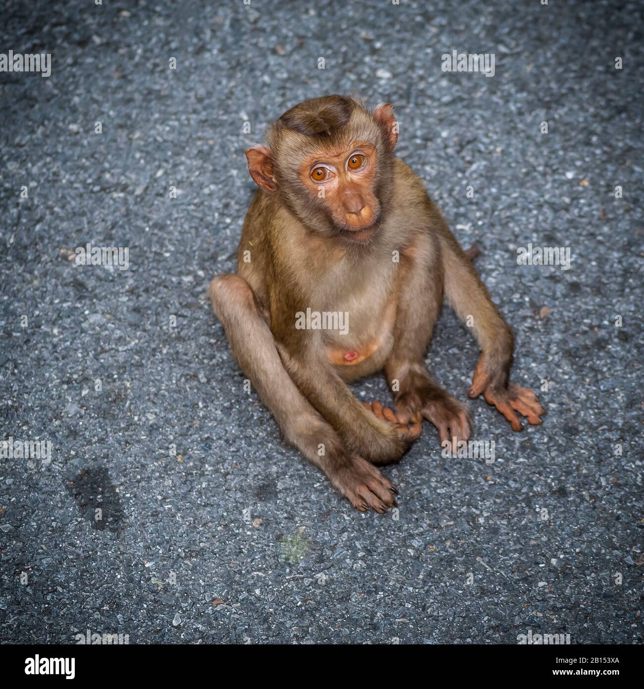 Nordschwein-Makaque (Macaca leonina), Jungtier auf Asphalt sitzend, Blick von oben, Thailand, Khao Yai Nationalpark Stockfoto