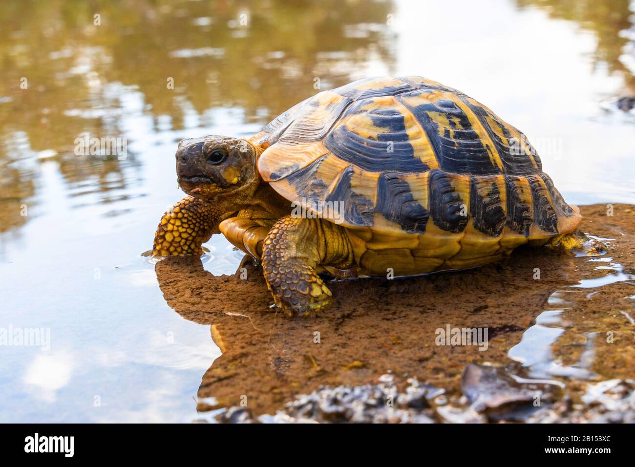 Hermanns Schildkröte, griechische Schildkröte (Testudo hermanni), im Flachwasser, Spanien, Balearen, Mallorca, Can Picafort Stockfoto