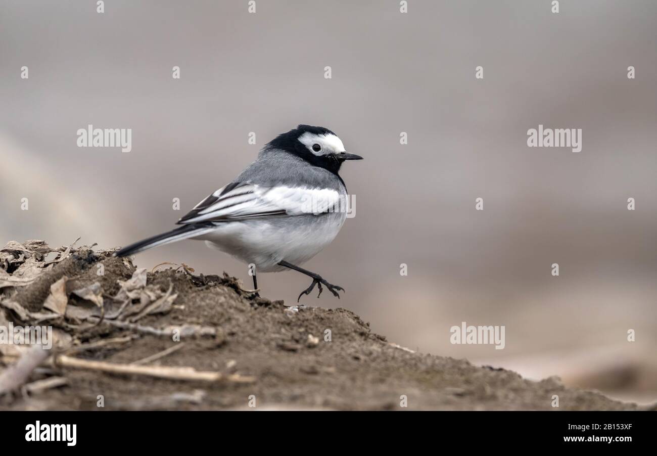 Maskierter Wagtail, maskierter weißer Wagtail (Motacilla personata, Motacilla alba personata), Männchen auf dem Boden laufen, Seitenansicht, Indien, Ladakh Stockfoto