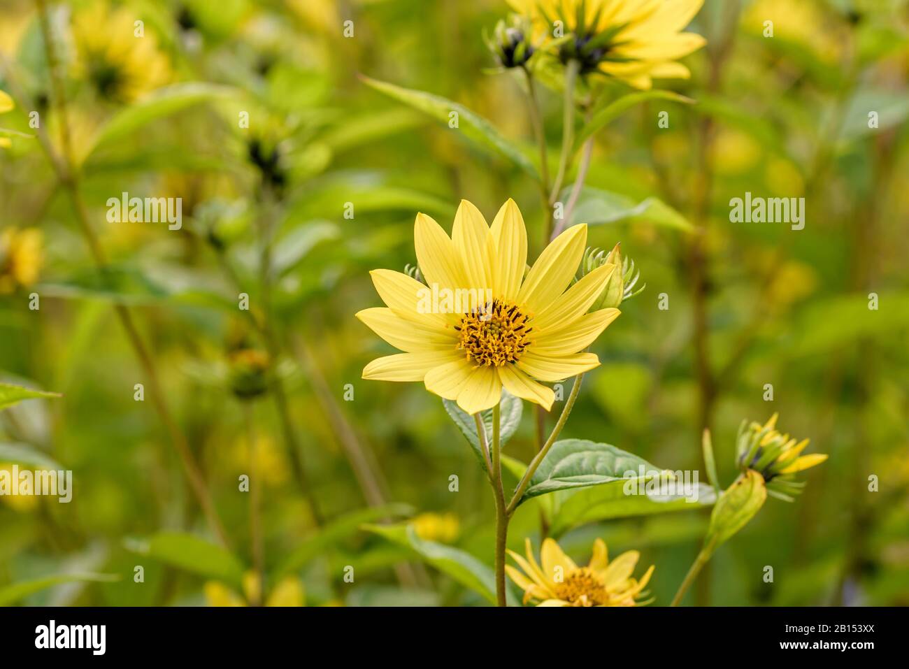 Gemeinsame Sonnenblume (Helianthus 'Lemon Queen', Helianthus Lemon Queen), Cultivar Lemon Queen Stockfoto