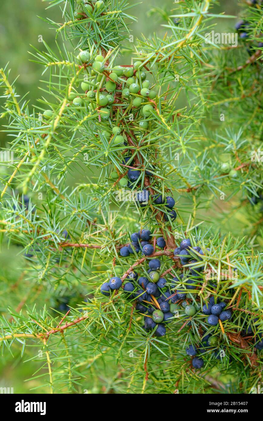 Gemeinsamer Wacholder, Bodenjuniper (Juniperus communis), mit Beeren, Deutschland, Baden-Württemberg Stockfoto