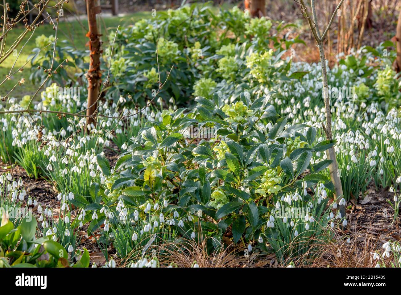 Holly-leaved Hellebore, korsischer Hellebore (Helleborus argutifolius), blüht mit Schneefällen Stockfoto