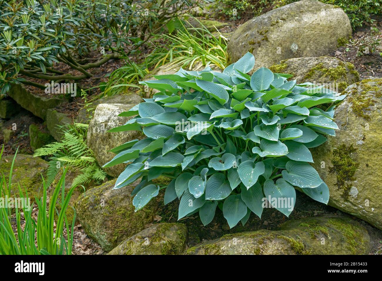 Pflanzen-Lilie (Hosta fortunei Halcyon, Hosta Halcyon), Cultivar Halcyon, Deutschland, Bremen Stockfoto