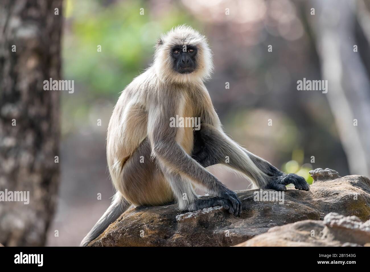 Heilige Langur, indische Langur, Hanuman Langur, Northern Plains Grey Langur, Hanuman Monkey, Common Langur (Semnopithecus entellus, Presbytis entellus), auf einem Felsen sitzend, Indien, Bandhavgarh National Park Stockfoto