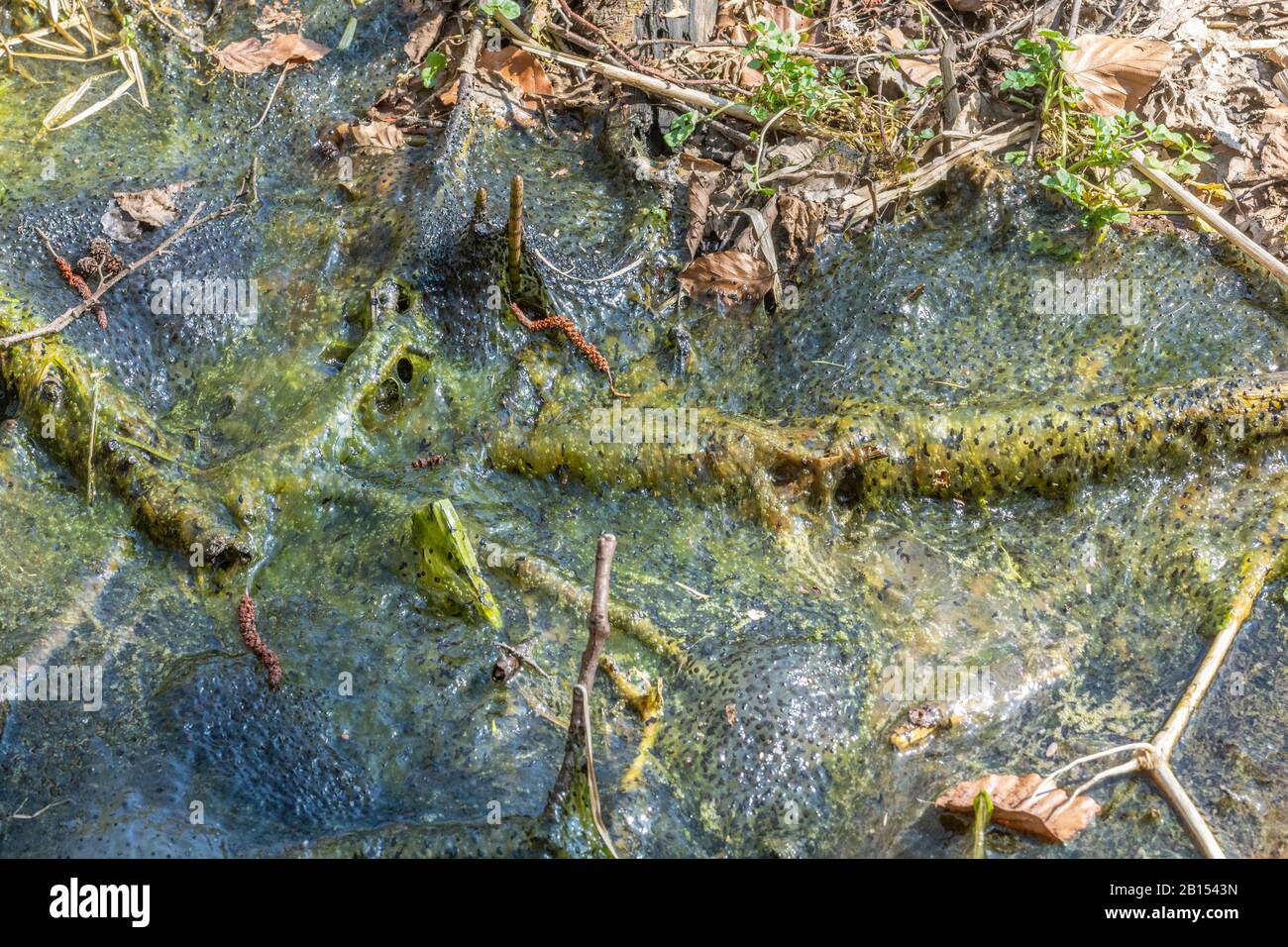 Gemeiner Frosch, Grasfrosch (Rana temporaria), Froschschnabel laichen in getrockneten Laichwässern, Klimawandel, Deutschland Stockfoto