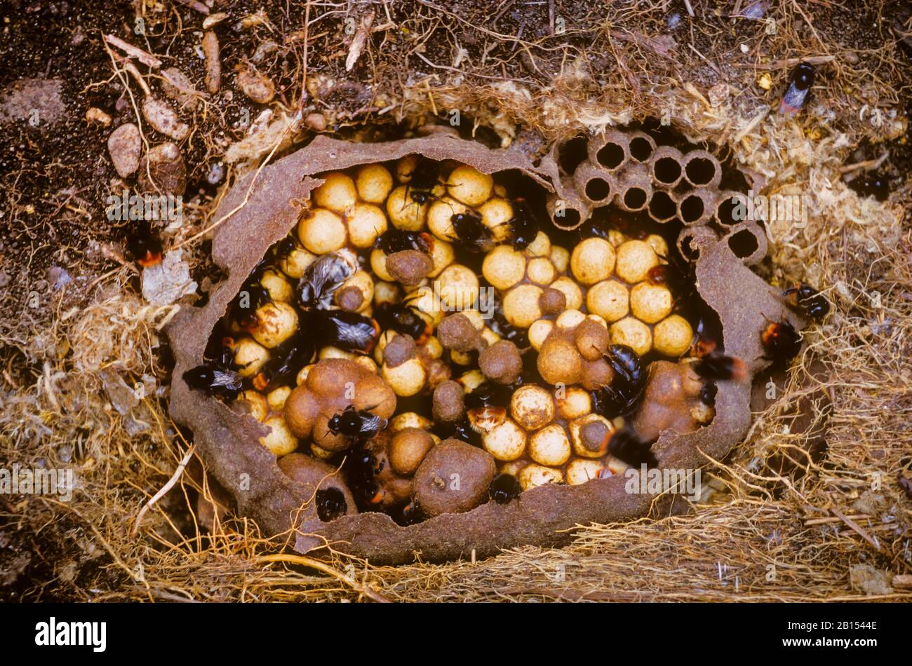 Rotschwänzige Hummelbiene (Bombus lapidarius, Pyrobombus lapidarius, Aombus lapidarius), öffnete das Nest, Deutschland Stockfoto