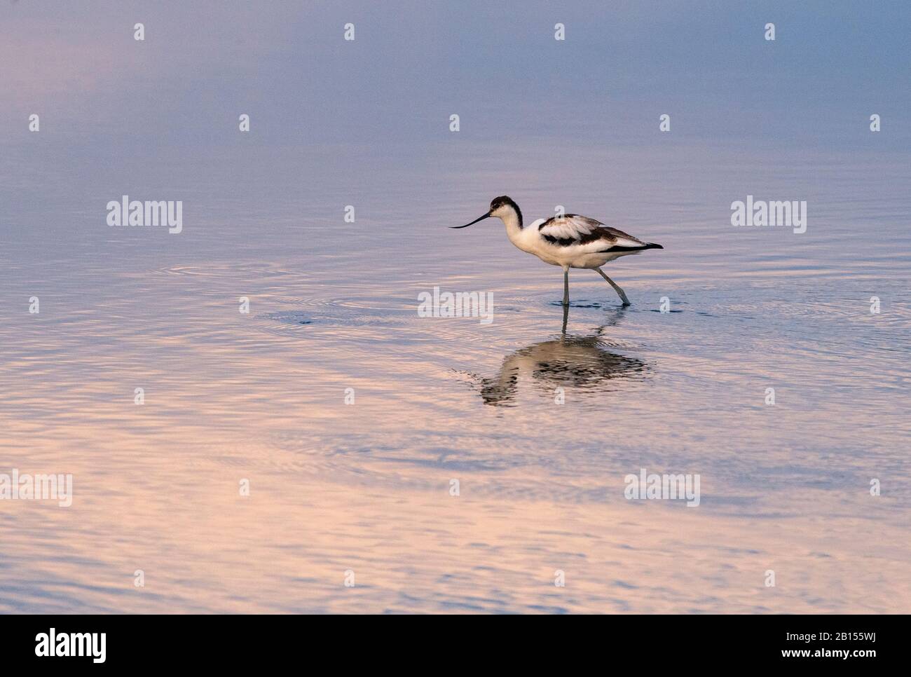 Avocet, Recurvirostra avosetta, die sich an einem ruhigen frühen Morgen in der Küstenlagune ernährt Stockfoto