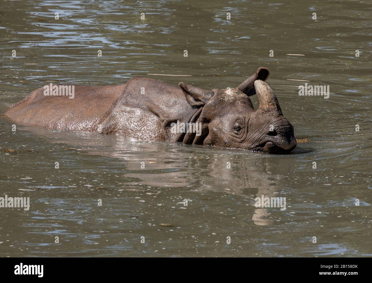Indische Nashörner, Rhinoceros unicornis, an heißem Tag im Fluss baden. Stockfoto