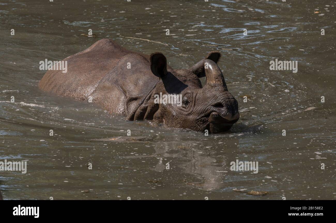 Indische Nashörner, Rhinoceros unicornis, an heißem Tag im Fluss baden. Stockfoto