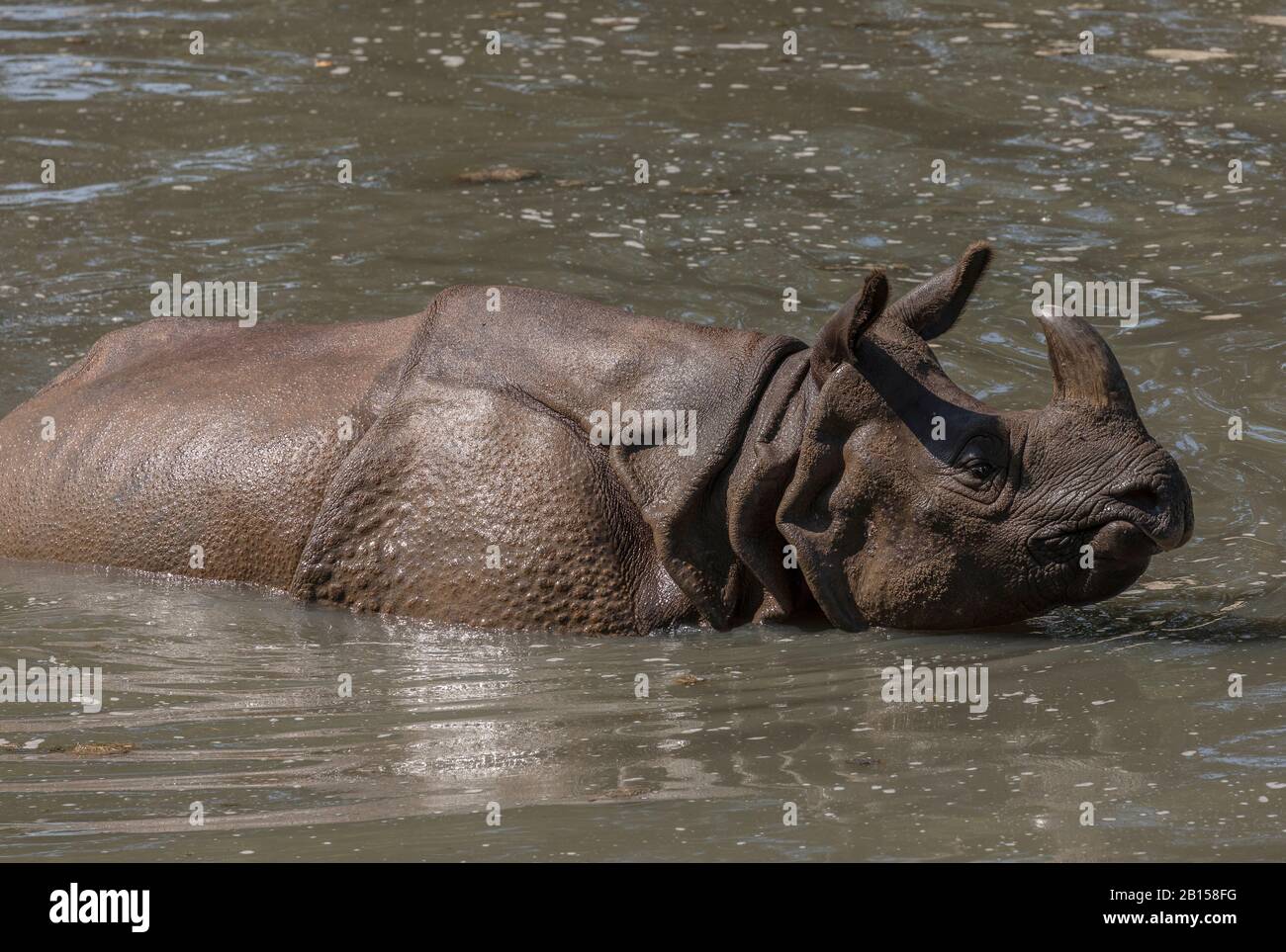 Indische Nashörner, Rhinoceros unicornis, an heißem Tag im Fluss baden. Stockfoto