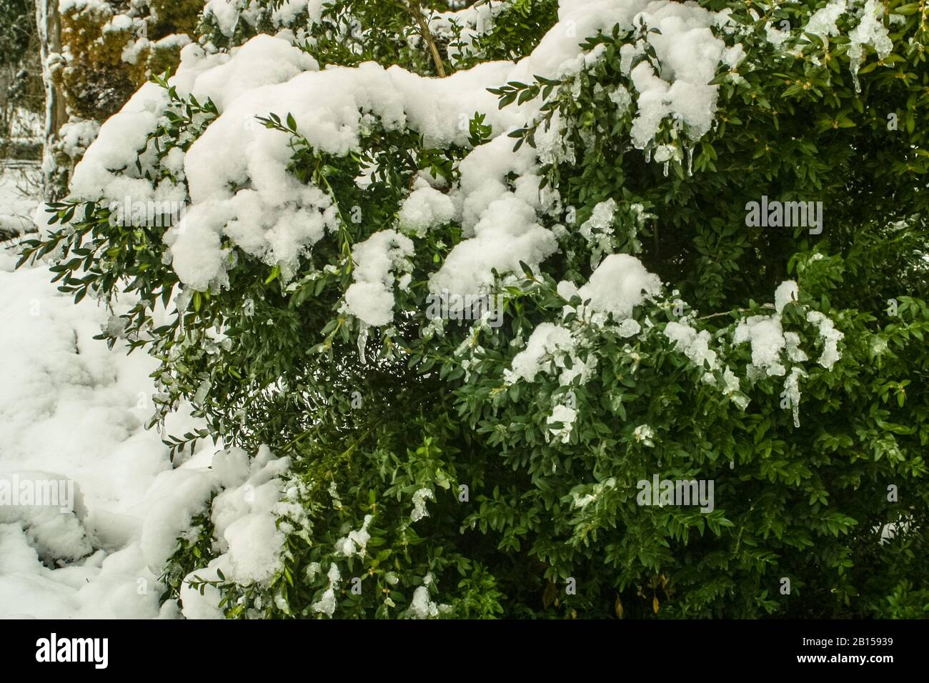 Buchsbaum immergrüne Gartenpflanze im Winter Stockfoto