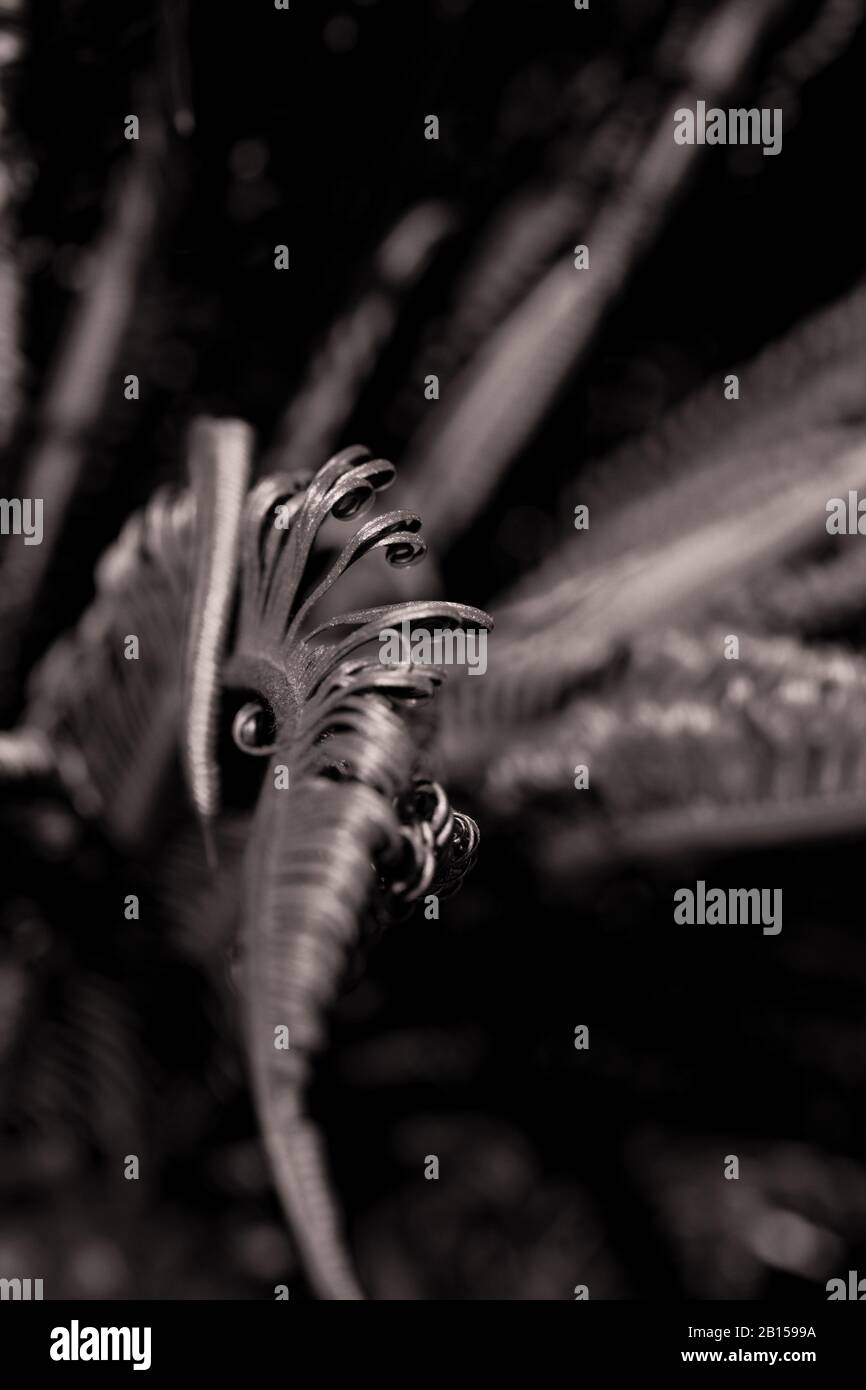 Rand des gewellten Frondblatts eines Sago Cycad, Cycas Revoluta Blätterpfrondes, Stillleben botanische Kunstfoto in Schwarzweiß Stockfoto