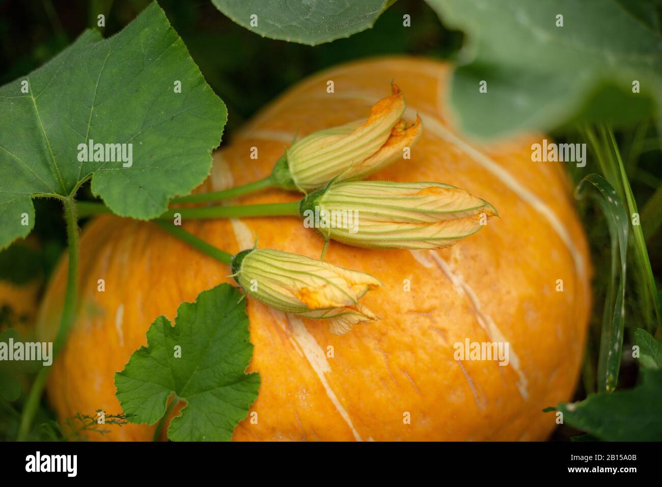 Auf einem großen orangefarbenen Kürbis liegt ein Blumenstrauß aus Kürbisblumen. Nahaufnahme. Horizontal Stockfoto