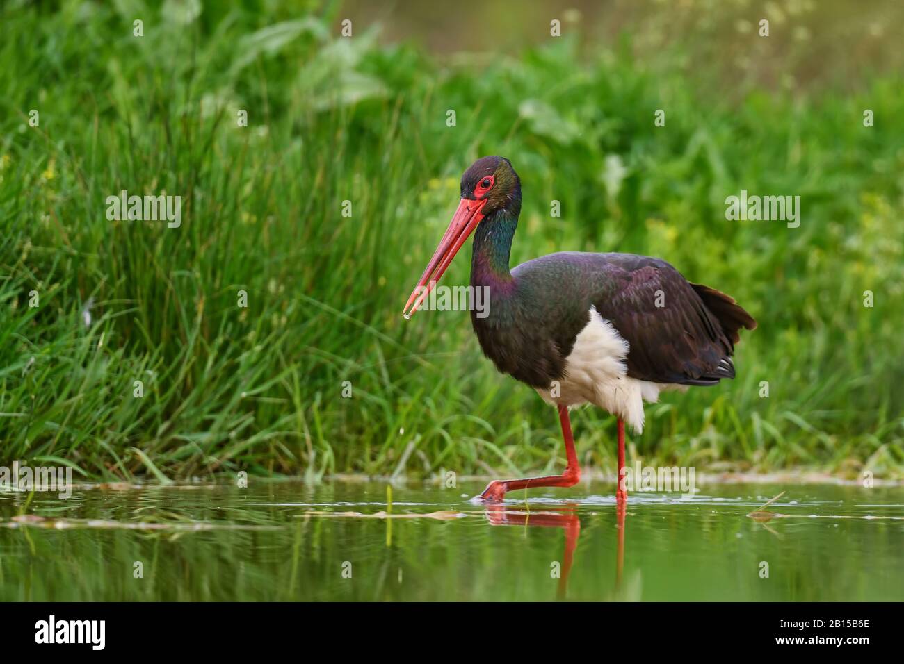 Black Stork - Ciconia nigra, schöner ikonischer Wasservogel aus europäischen Süßwasser, Hortobagy, Ungarn. Stockfoto