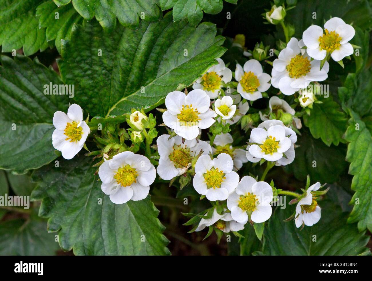 Stawberry farm Fotos und Bildmaterial in hoher Auflösung Alamy