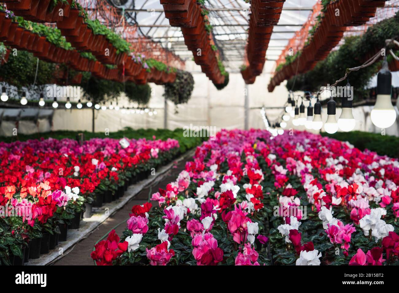 Gewächshäuser für wachsende Blumen. Blumenindustrie Stockfoto