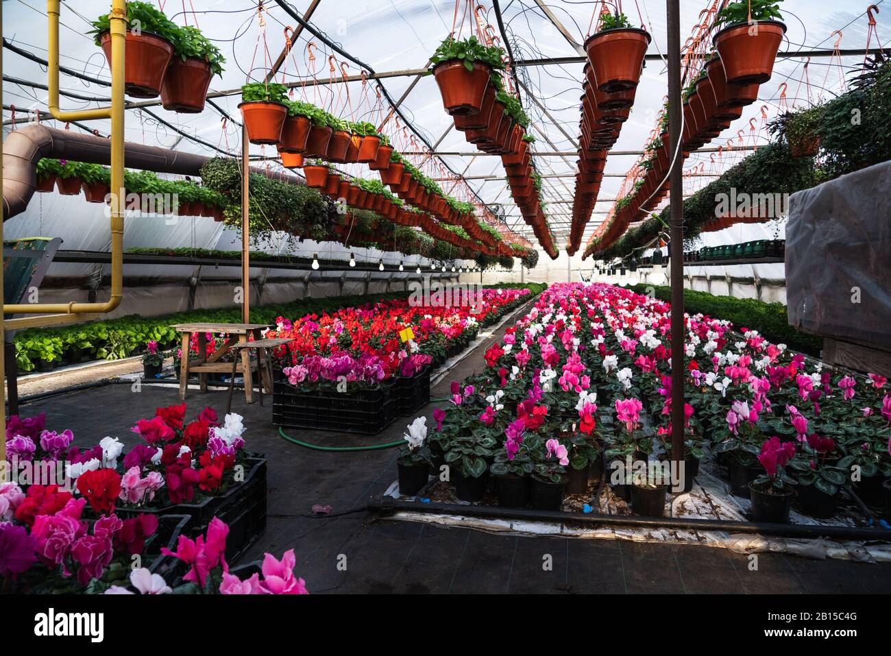 Gewächshäuser für wachsende Blumen. Blumenindustrie Stockfoto