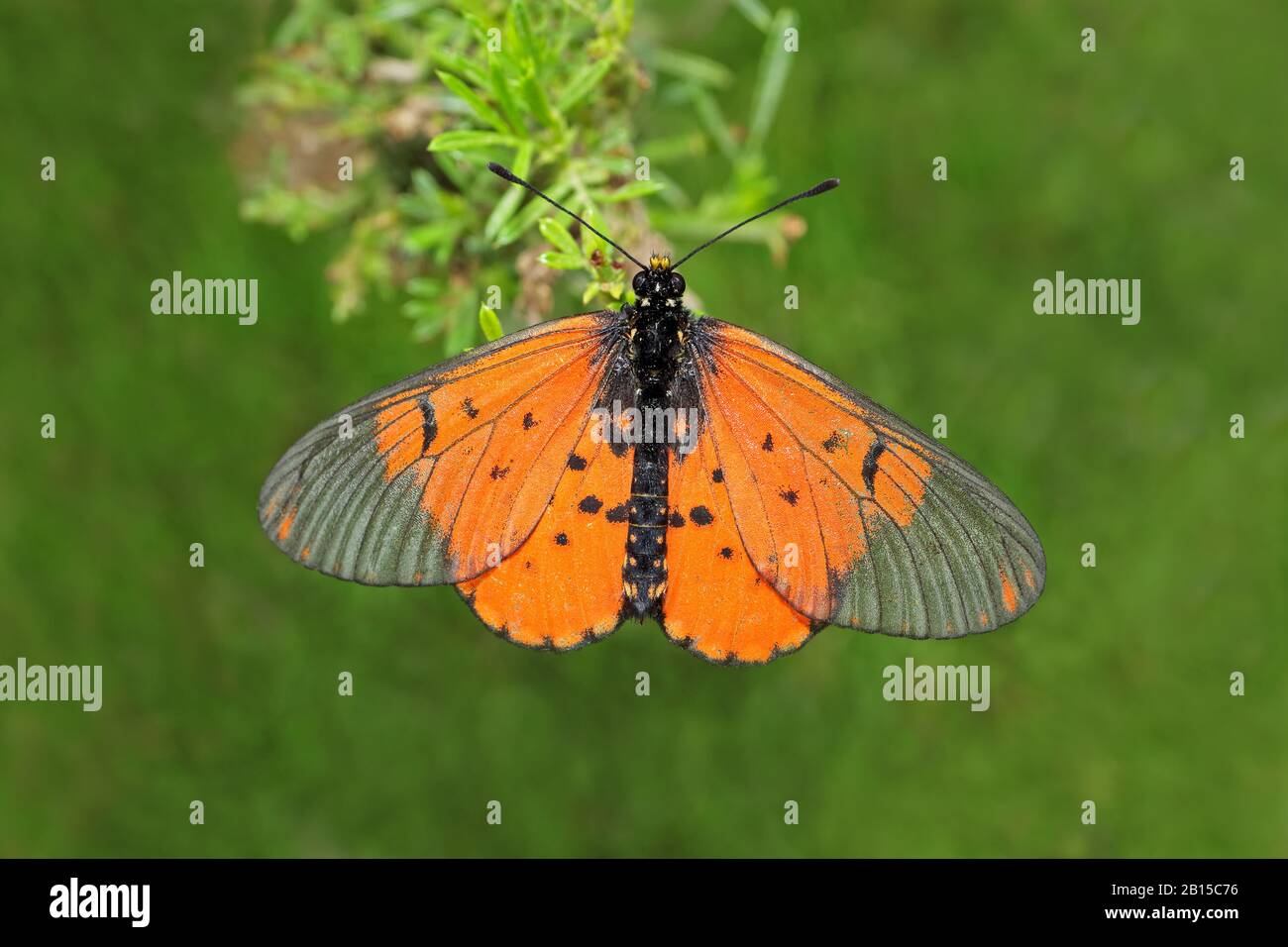 Ein bunter Garten-Akraea-Schmetterling (Acreae horta), der auf einer Pflanze in Südafrika sitzt Stockfoto
