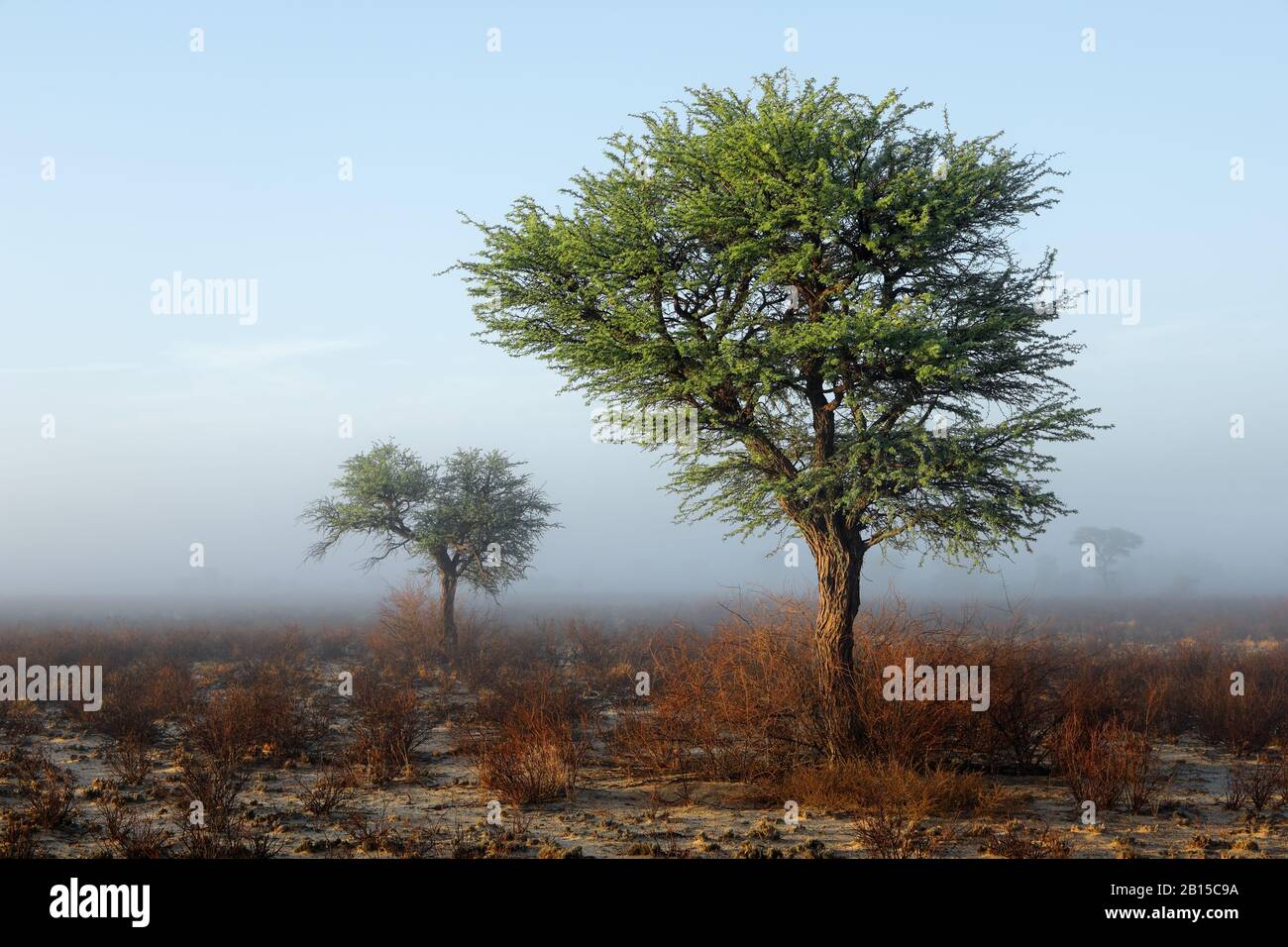 Malerische Landschaft mit Bäumen in Nebel, Kalahari-Wüste, Südafrika Stockfoto