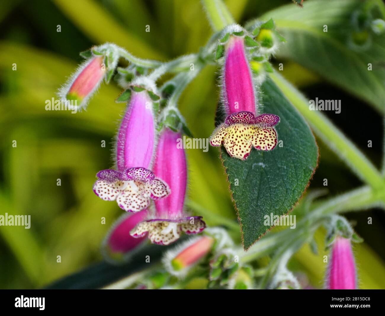 Schöne lila Kohleria EW Traubensaft Blumen Stockfoto