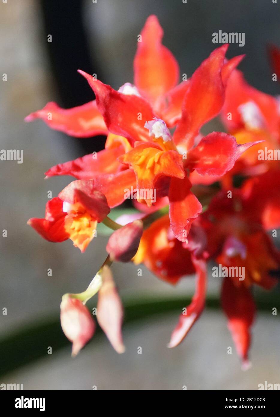 Schöne dunkelrote Farbe von Odontioda Rotkäppchenorchiden Stockfoto