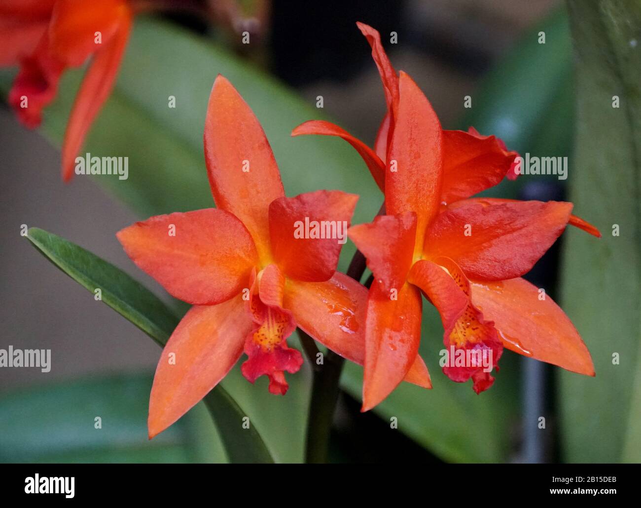 Wunderschöne orangefarbene Kattleya-Orchideenblumen Stockfoto