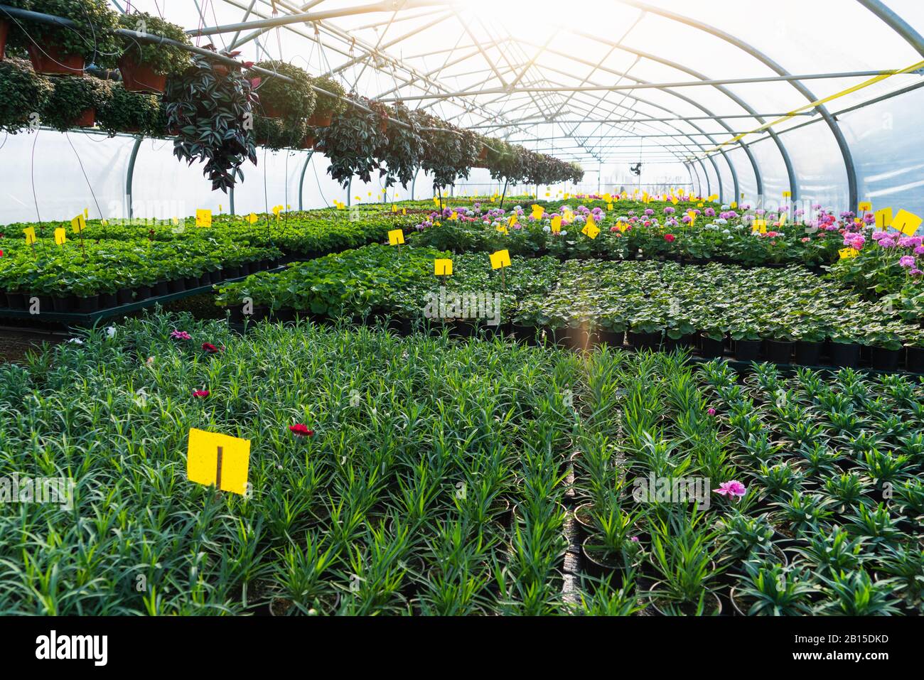 Gewächshäuser für wachsende Blumen. Blumenindustrie Stockfoto