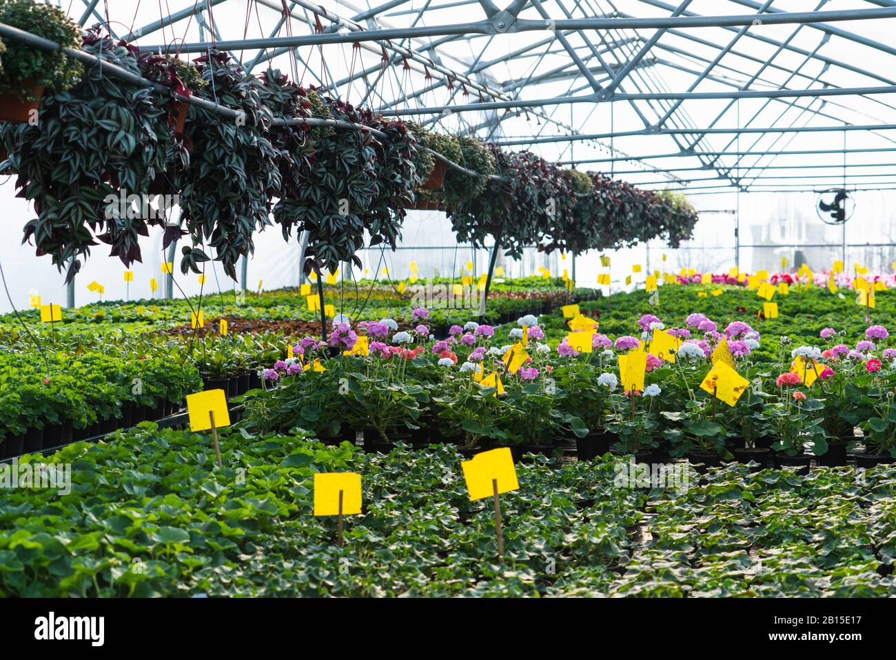 Gewächshäuser für wachsende Blumen. Blumenindustrie Stockfoto