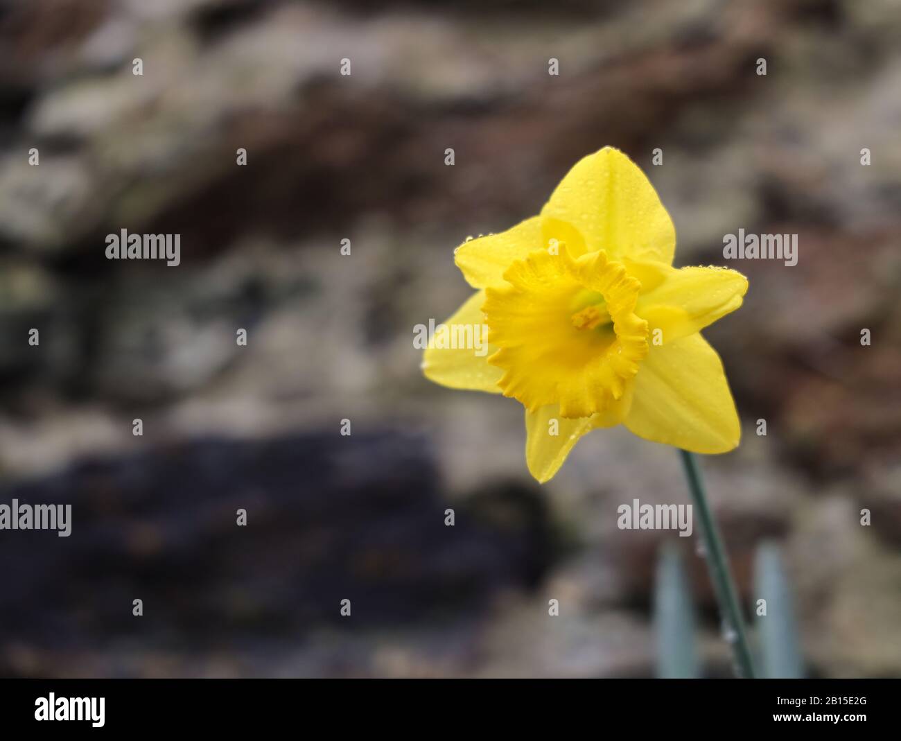 Buntes Narzissen kommt nach den Unwettern im Februar an Stockfoto