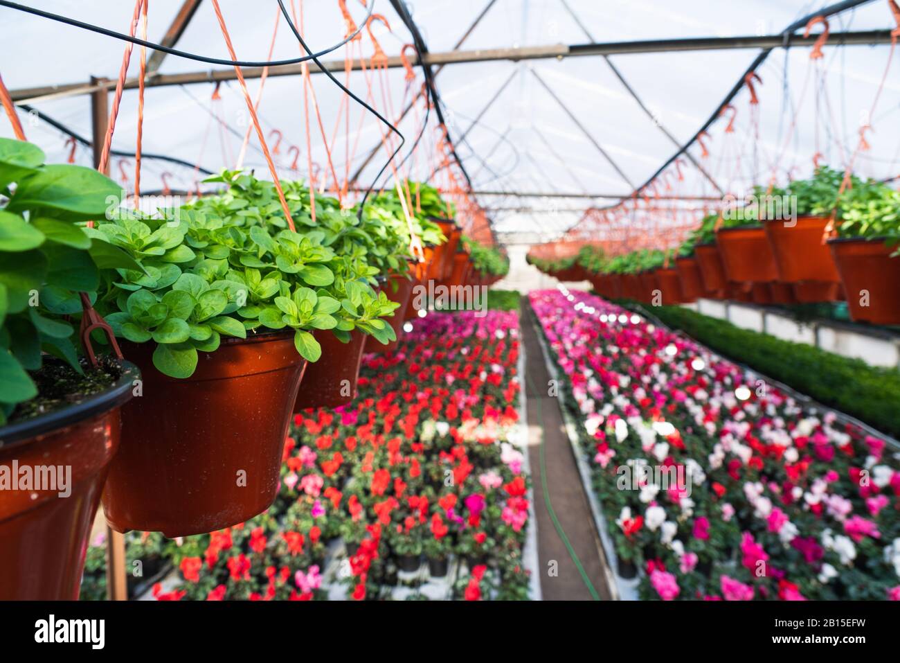 Gewächshäuser für wachsende Blumen. Blumenindustrie Stockfoto