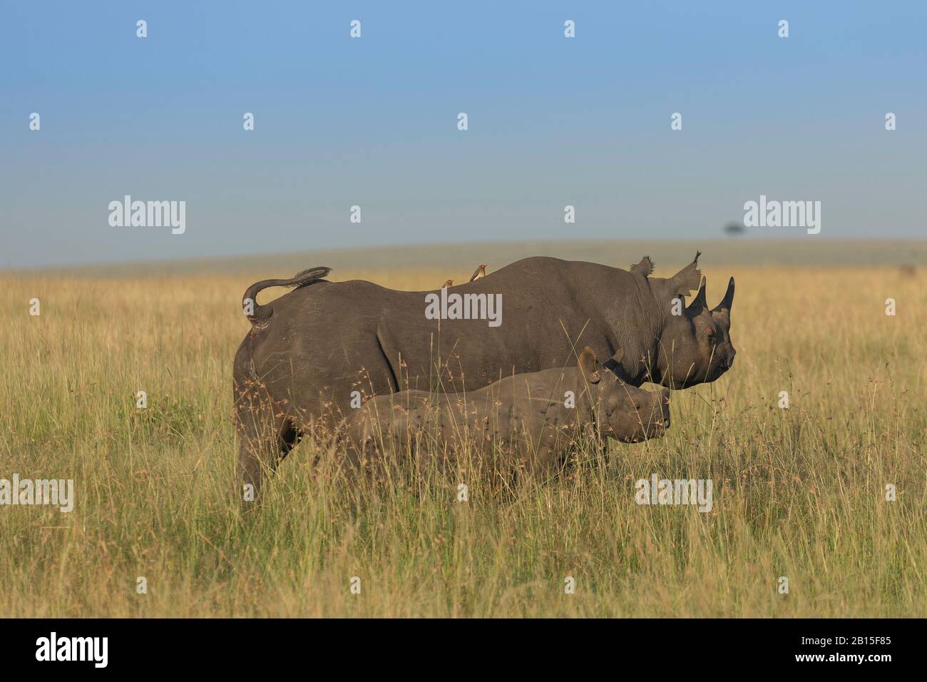 Mutter und Baby rhino Stockfoto