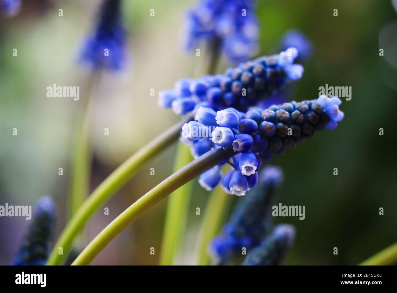 Makro-Nahaufnahme von blauem isoliertem Blumenkopf verschwommener Hintergrund (selektiver Fokus) - Traubenhyazinth-Muscari neglectum Stockfoto