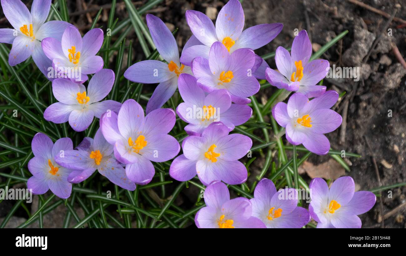 Prächtige lila Krokusse Stockfoto