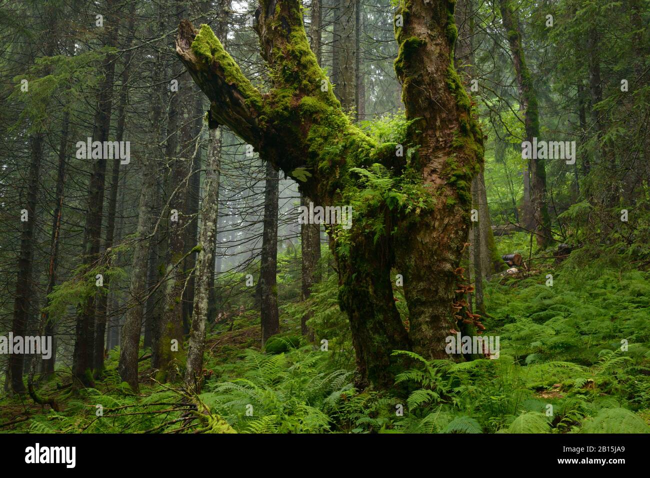 Sambata-Tal / Fagaras-Gebirge Natura 2000-Gebiet / Rumänien: Uralte, aber ungeschützte Waldwildnis mit sehr alten Platanen und Fichten. Stockfoto