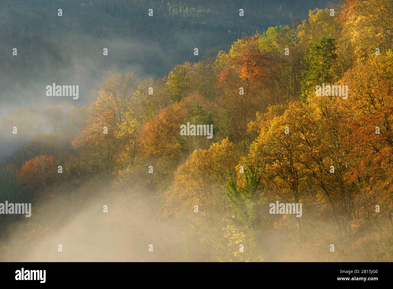 Stift Altenburg / Waldviertel / Oberösterreich: Nebeliger Herbstmorgen im wilden Kamp Tal mit seltenen Ständen alter Wachstumbuche, Eiche und Linde. Stockfoto
