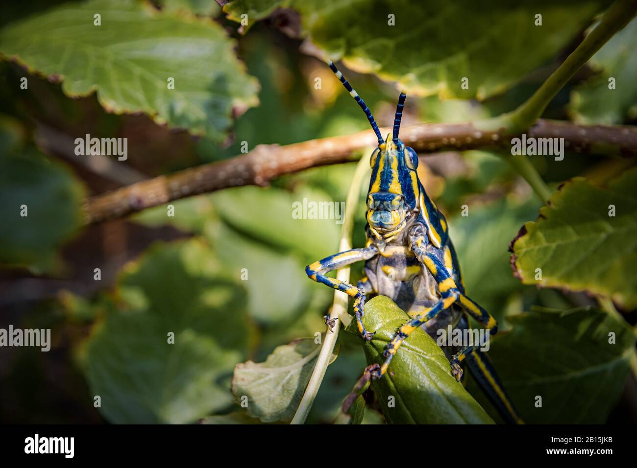 Aularches miliaris ist eine Monotypische grasshopper Arten der Gattung Aularches. Insekt hat durch eine Vielzahl von Namen einschließlich Kaffee Heuschrecke, gh genannt. Stockfoto