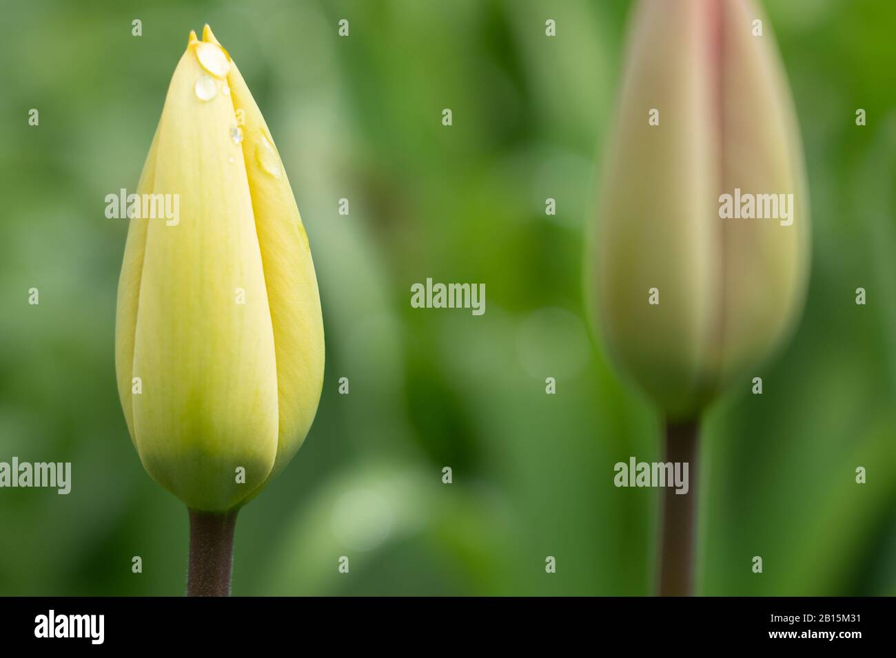 Rote und gelbe Tulpen mit geschlossener Blüte am sonnigen Frühlingstag mit grünen Blättern im Hintergrund. Selektiver Fokus. Stockfoto