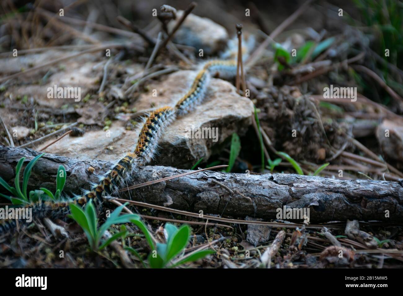 Würmer der prozessionären Raupe in einer Reihe, nachdem sie von einem Baum herabgekommen sind. Stockfoto