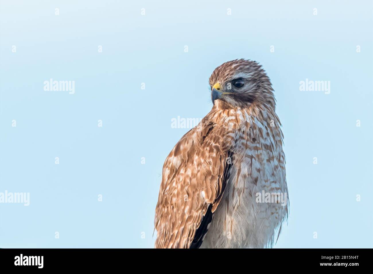 Nahaufnahme eines Red-schultered Hawk (Buteo lineatus) in den Viera Wetlands, Florida, USA. Stockfoto