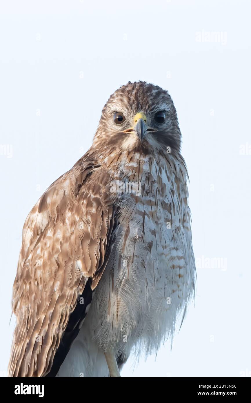 Nahaufnahme eines Red-schultered Hawk (Buteo lineatus) in den Viera Wetlands, Florida, USA. Stockfoto